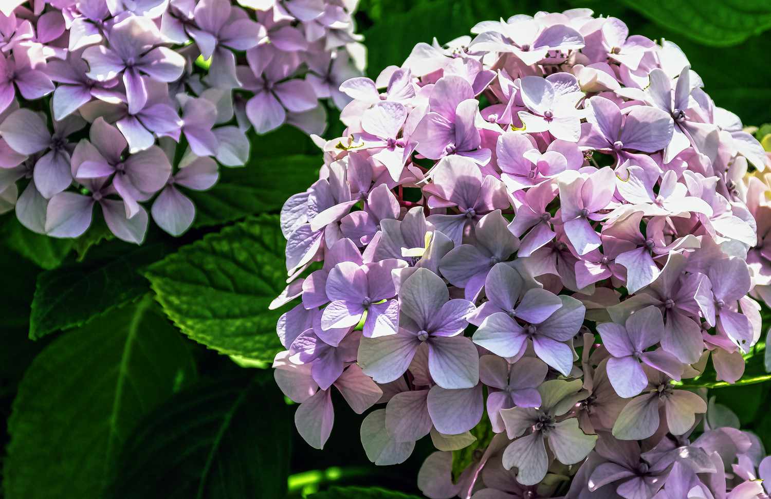 Penny Mac Hydrangea Problems: Troubleshooting Common Issues