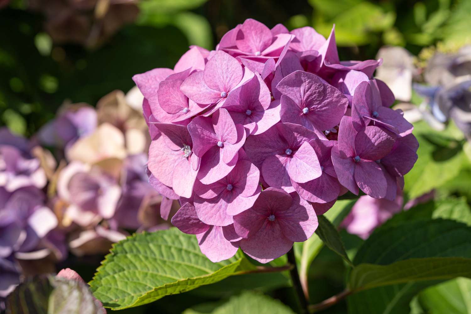 Penny Mac Hydrangea Problems: Troubleshooting Common Issues